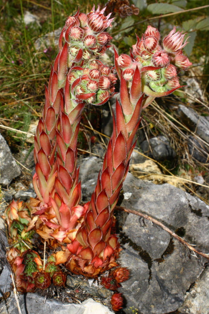 Sempervivum tectorum (group)